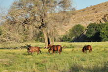 Pferde auf der Farm